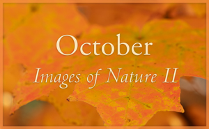 Images of Nature II