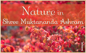 Nature in Shree Muktananda Ashram