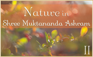 Nature in Shree Muktananda Ashram