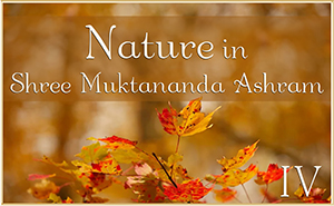 Nature in Shree Muktananda Ashram IV