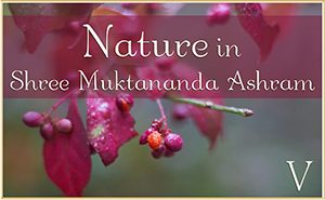 Nature in Shree Muktananda Ashram V