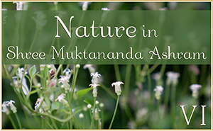 Nature in Shree Muktananda Ashram VI