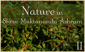 Nature in Shree Muktananda Ashram II