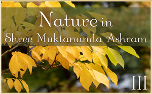 Nature in Shree Muktananda Ashram III