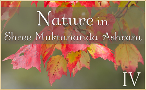 Nature in Shree Muktananda Ashram IV