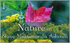 Nature in Shree Muktananda Ashram