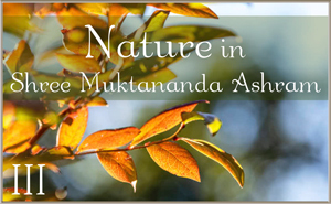 Nature in Shree Muktananda Ashram III