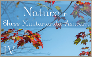 Nature in Shree Muktananda Ashram IV