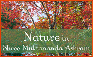 Nature in Shree Muktananda Ashram