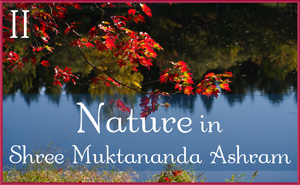 Nature in Shree Muktananda Ashram III