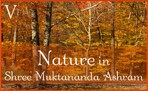 Nature in Shree Muktananda Ashram V