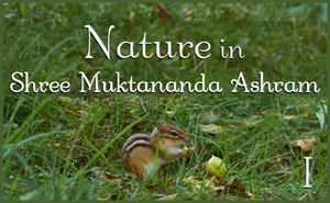 Nature in Shree Muktananda Ashram I