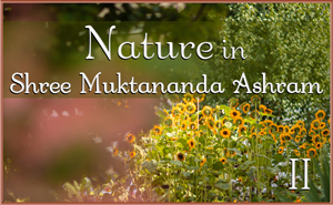 Nature in Shree Muktananda Ashram II