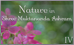 Nature in Shree Muktananda Ashram IV