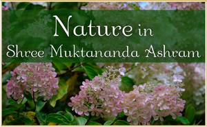 Nature in Shree Muktananda Ashram