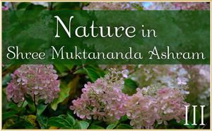 Nature in Shree Muktananda Ashram III