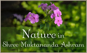 Nature in Shree Muktananda Ashram