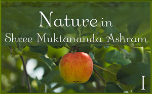 Nature in Shree Muktananda Ashram I