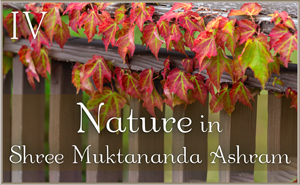 Nature in Shree Muktananda Ashram IV