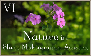 Nature in Shree Muktananda Ashram VI