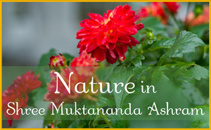 Nature in Shree Muktananda Ashram