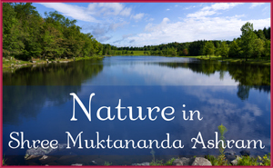 Nature in Shree Muktananda Ashram