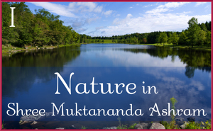 Nature in Shree Muktananda Ashram I