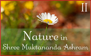 Nature in Shree Muktananda Ashram II