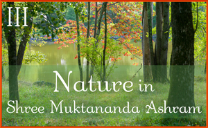 Nature in Shree Muktananda Ashram III