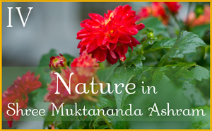 Nature in Shree Muktananda Ashram IV