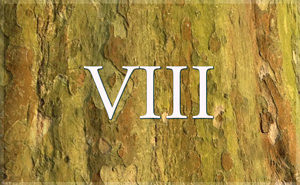 Photographs of Nature Inspired by Gurumayi's Message - A Gallery for 2016 - Part VIII