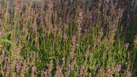Bees