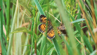 Butterfly on grass
