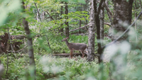 Deer in Woods