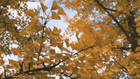 Orange Leaves
