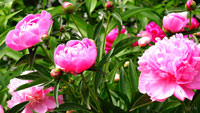 Peonies