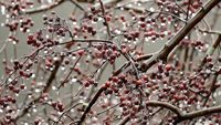 Red Berries in the Rain