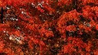 Red Leaves