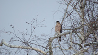 Snowing with bird in a tree