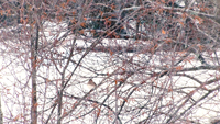 Birdy in snow