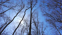 Trees Sky