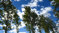 Wind through the trees