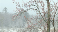 Winter Tree