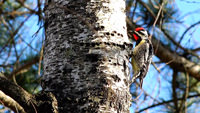 Woodpecker