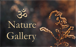 Aum Nature Gallery