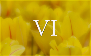 Photographs of Nature Inspired by Gurumayi's Message - A Gallery for 2017 - Part VI