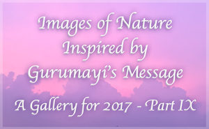 Photographs of Nature Inspired by Gurumayi's Message - A Gallery for 2017 - Part IX