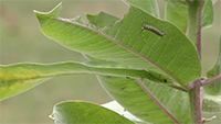 Fall 35
