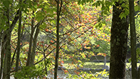 Fall 39