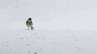 Winter 7